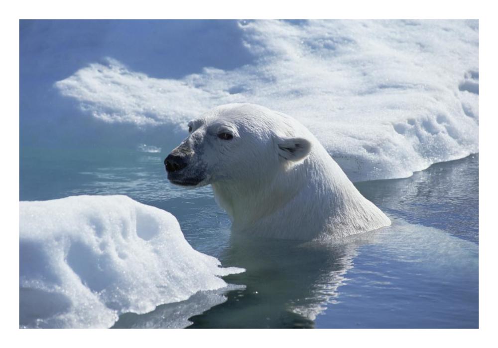 Polar Bear about to haul out on ice floe, Wager Bay, Canada-Paper Art-26"x18"