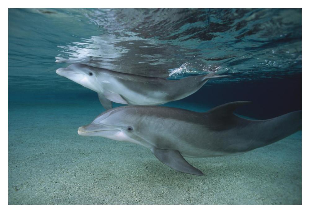 Bottlenose Dolphin adult and juvenile swimming in shallow water, Hawaii-Paper Art-20"x14"