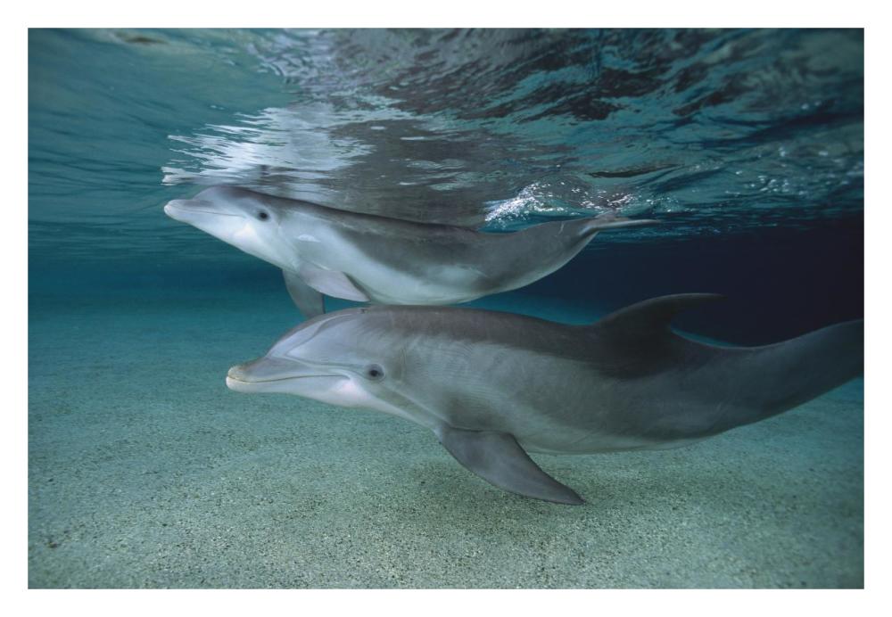 Bottlenose Dolphin adult and juvenile swimming in shallow water, Hawaii-Paper Art-32"x22"
