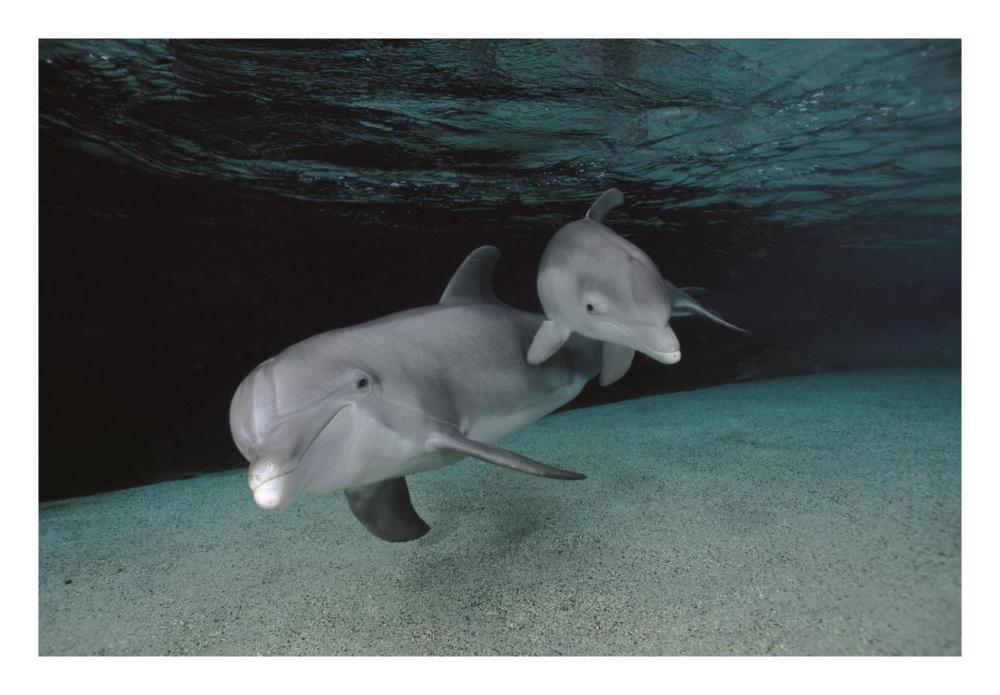 Bottlenose Dolphin mother and baby swimming underwater-Paper Art-26"x18"