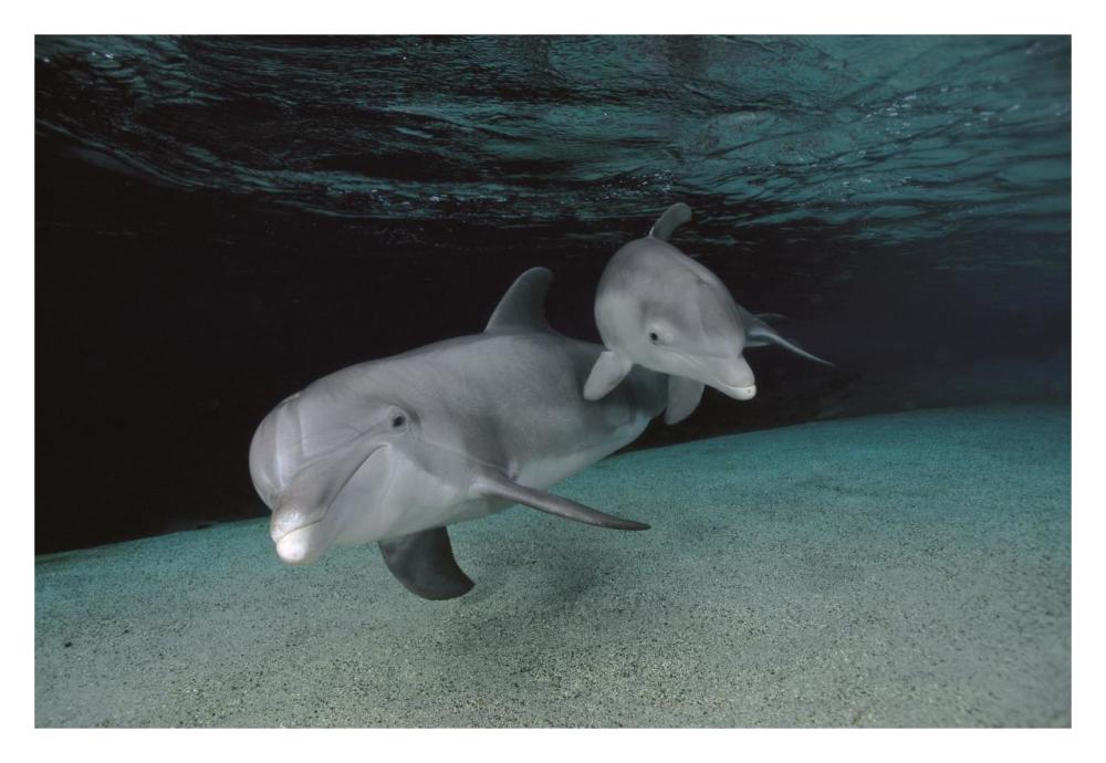Bottlenose Dolphin mother and baby swimming underwater-Paper Art-32"x22"