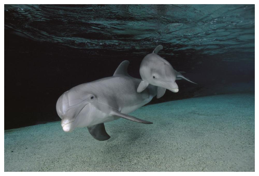 Bottlenose Dolphin mother and baby swimming underwater-Paper Art-62"x42"