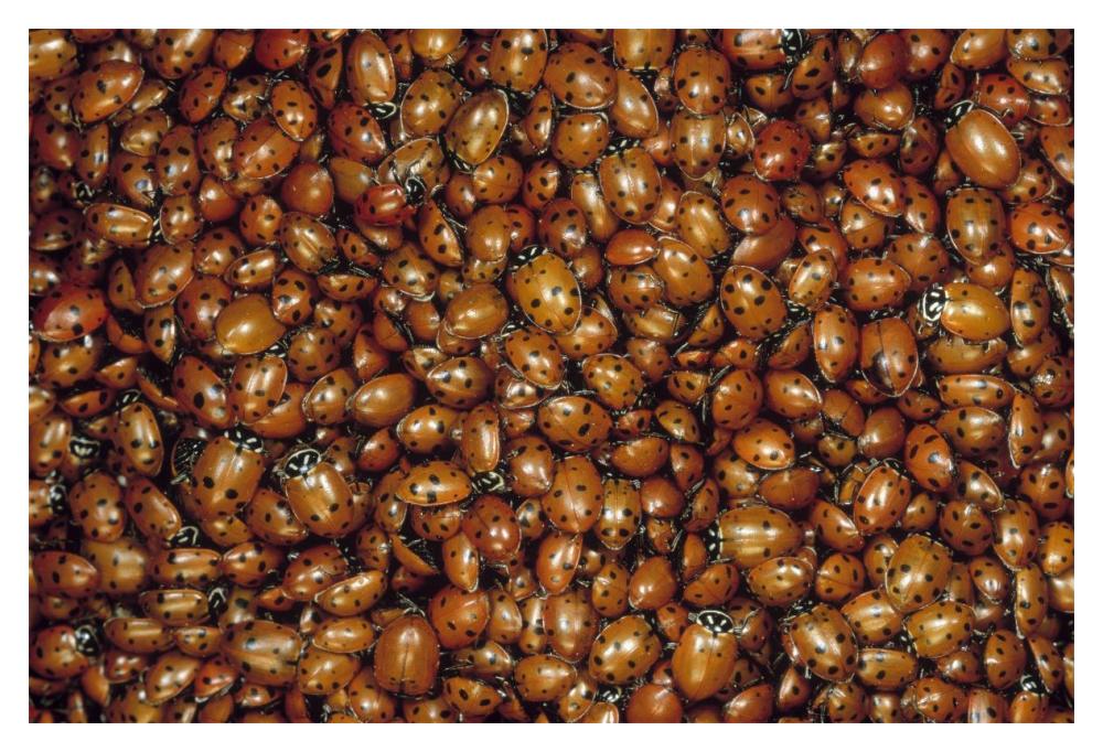 Convergent Lady Beetle mass on Mt Lemmon, Tucson, Arizona-Paper Art-20"x14"