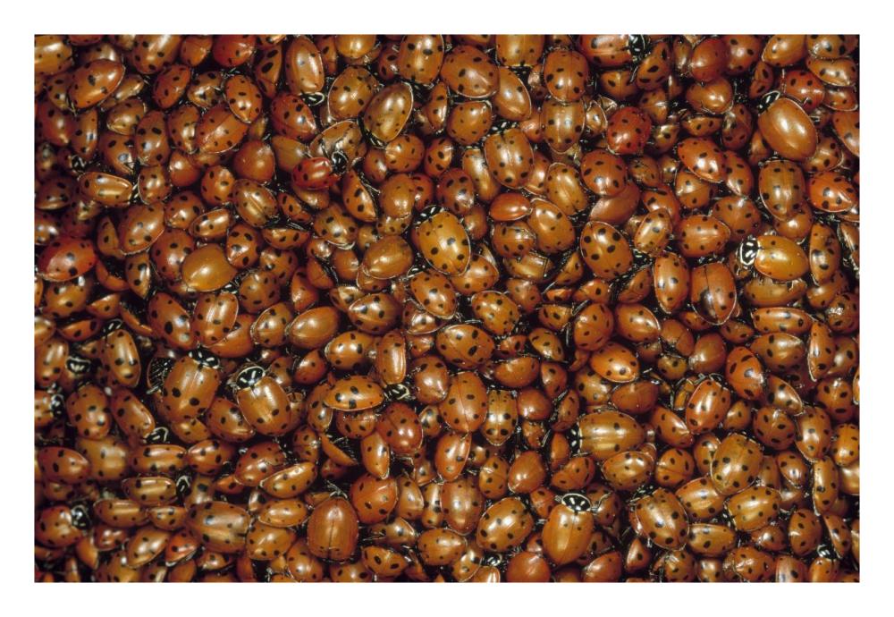 Convergent Lady Beetle mass on Mt Lemmon, Tucson, Arizona-Paper Art-26"x18"