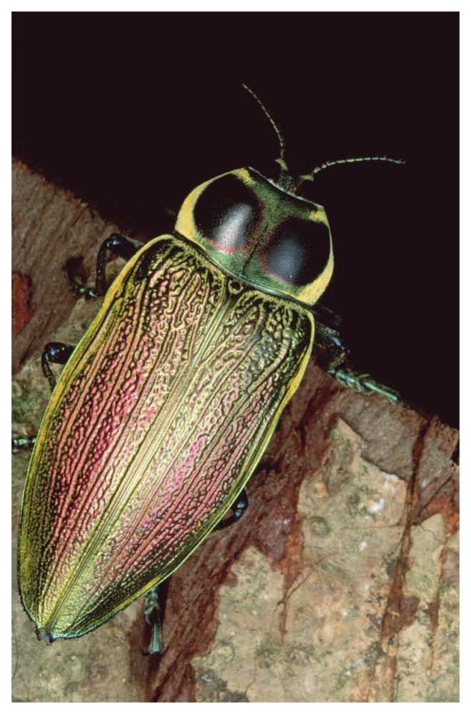 Metallic Wood-boring Beetle portrait, Panama-Paper Art-42"x62"