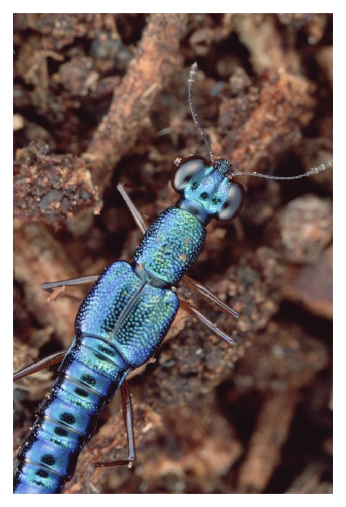 Rove Beetle portrait, on Hala tree, Papua New Guinea-Paper Art-14"x20"