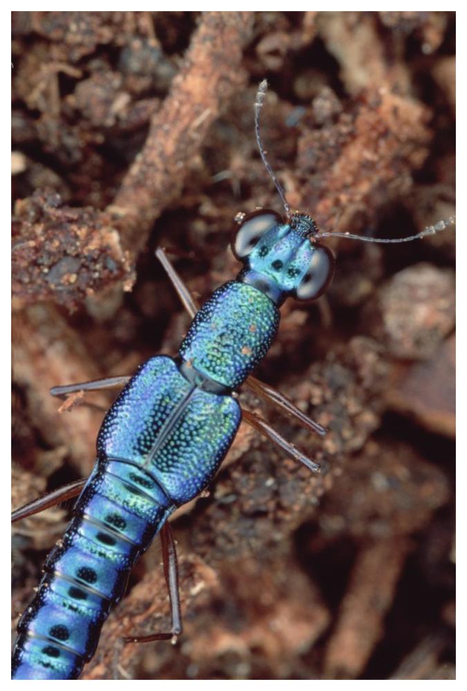 Rove Beetle portrait, on Hala tree, Papua New Guinea-Paper Art-42"x62"