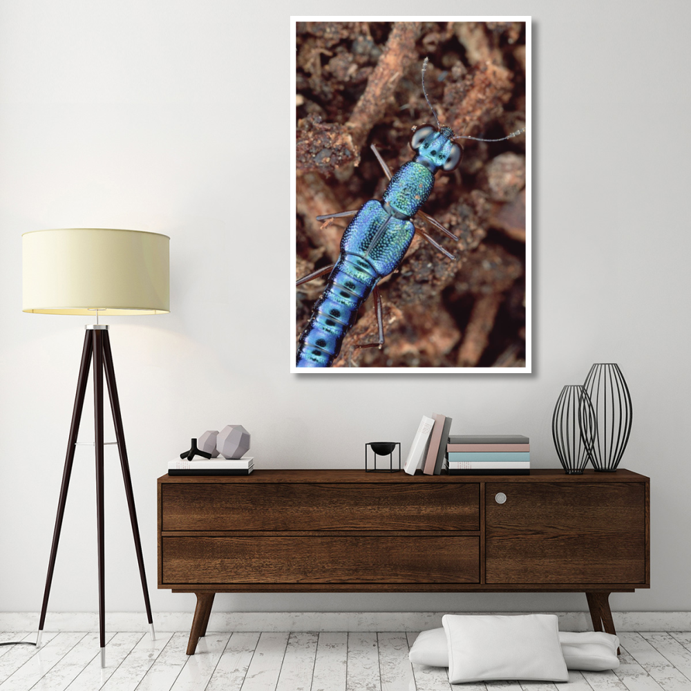 Rove Beetle portrait, on Hala tree, Papua New Guinea-Paper Art-42&quotx62"