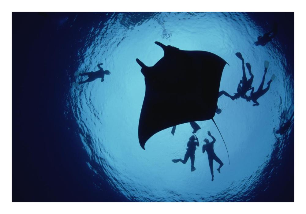Manta Ray, Flower Garden Banks NMS, Louisiana, Gulf of Mexico-Paper Art-26"x18"
