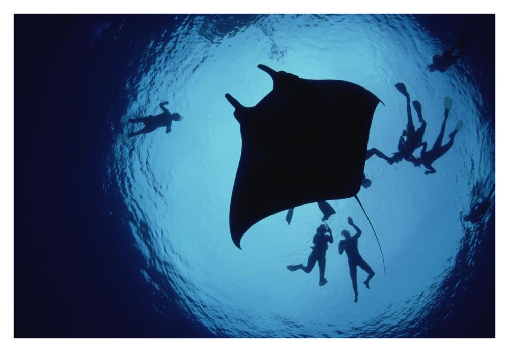 Manta Ray, Flower Garden Banks NMS, Louisiana, Gulf of Mexico-Paper Art-38"x26"