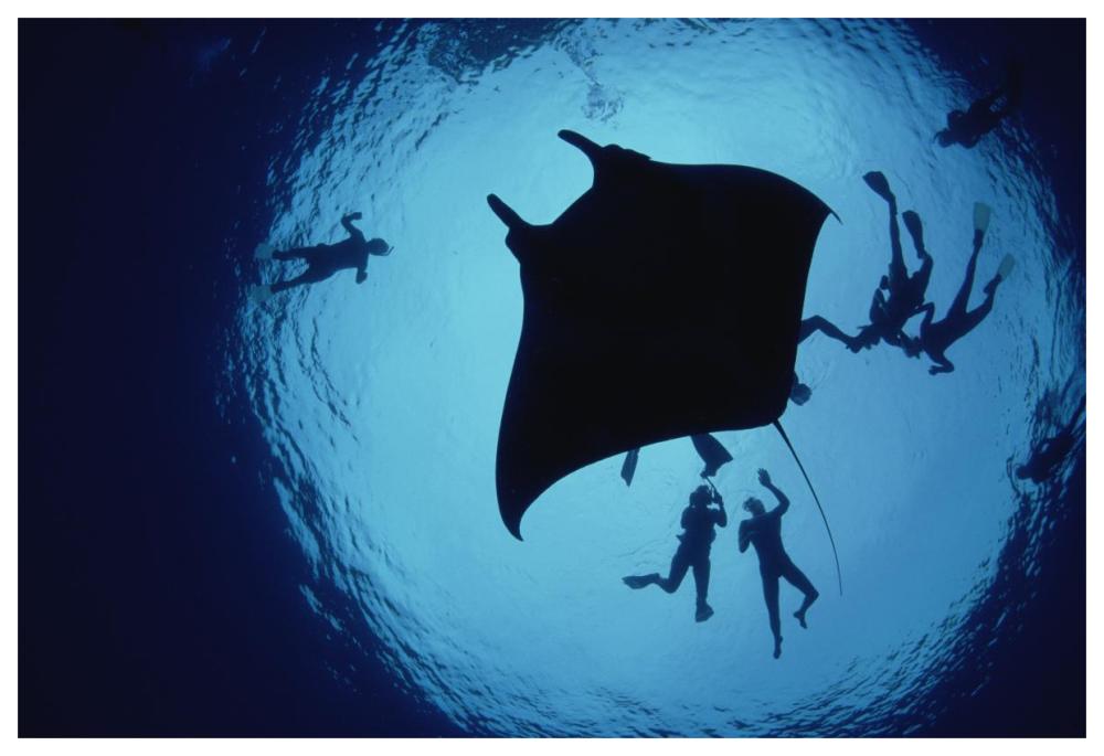 Manta Ray, Flower Garden Banks NMS, Louisiana, Gulf of Mexico-Paper Art-62"x42"
