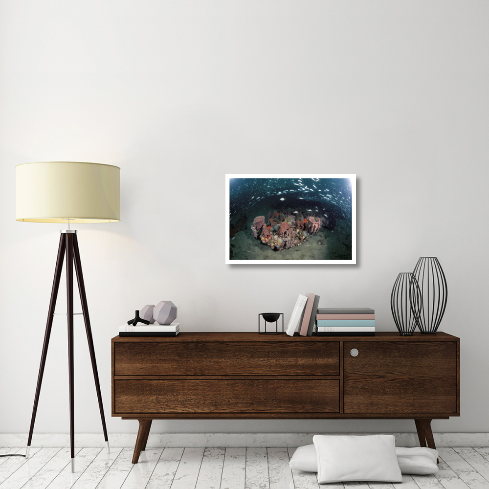 Variety of corals on reef and schooling fish, Gray's Reef NMS, Georgia-Paper Art-32&quotx22"