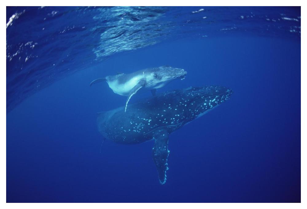 Humpback Whale mother and calf underwater, Tonga-Paper Art-50"x34"
