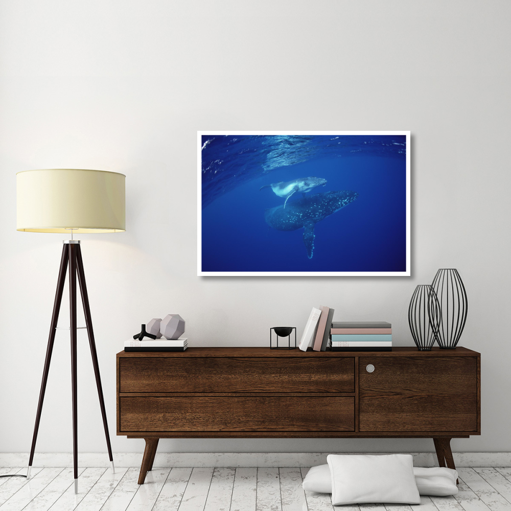 Humpback Whale mother and calf underwater, Tonga-Paper Art-50&quotx34"