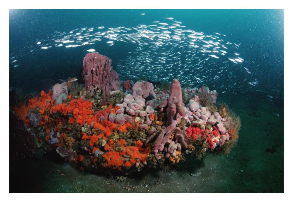 Coral and schooling fish, Gray's Reef NMS, Georgia-Paper Art-32"x22"