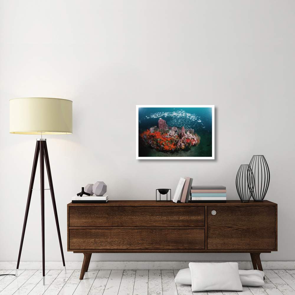 Coral and schooling fish, Gray's Reef NMS, Georgia-Paper Art-32&quotx22"