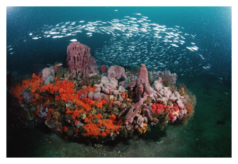 Coral and schooling fish, Gray's Reef NMS, Georgia-Paper Art-38"x26"