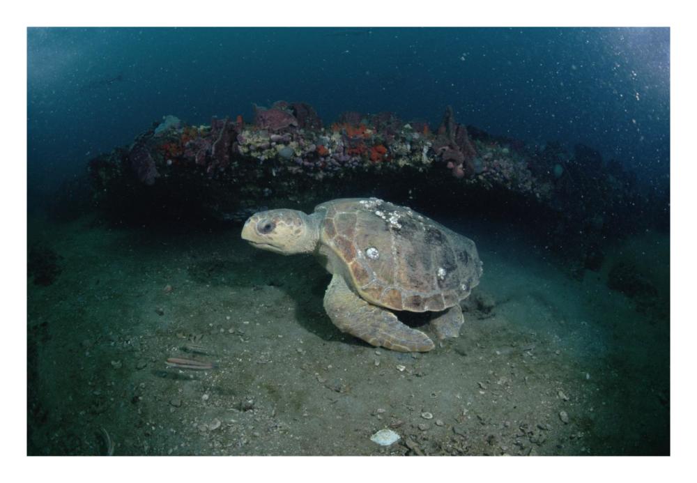 Loggerhead Sea Turtle on coral reef, Grey's Reef NMS, Georgia-Paper Art-26"x18"