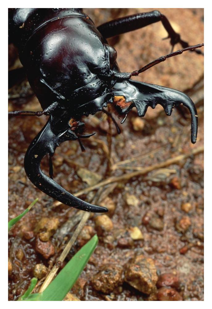 Ground Beetle portrait, Kruger National Park, South Africa-Paper Art-14"x20"