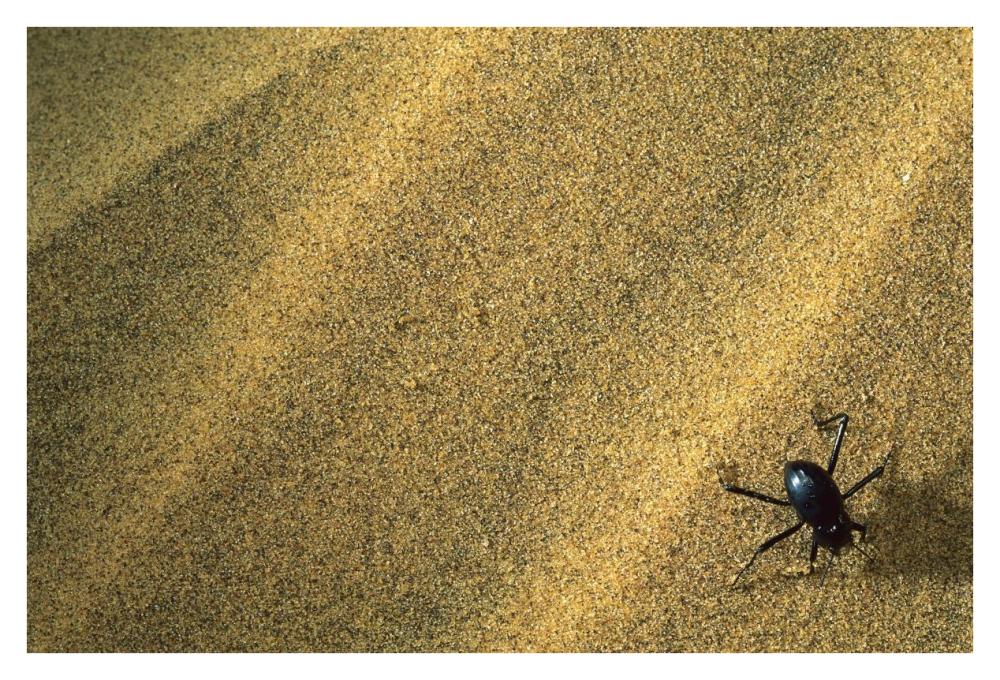 Darkling Beetle collecting dew on its back, Namibia-Paper Art-38"x26"