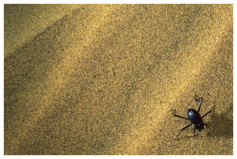 Darkling Beetle collecting dew on its back, Namibia-Paper Art-62"x42"