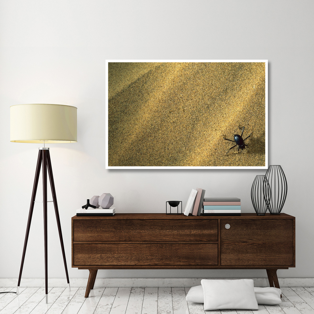 Darkling Beetle collecting dew on its back, Namibia-Paper Art-62&quotx42"