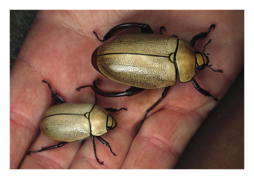 Fungus Weevil pair, Fortuna National Park, Panama-Paper Art-26"x18"