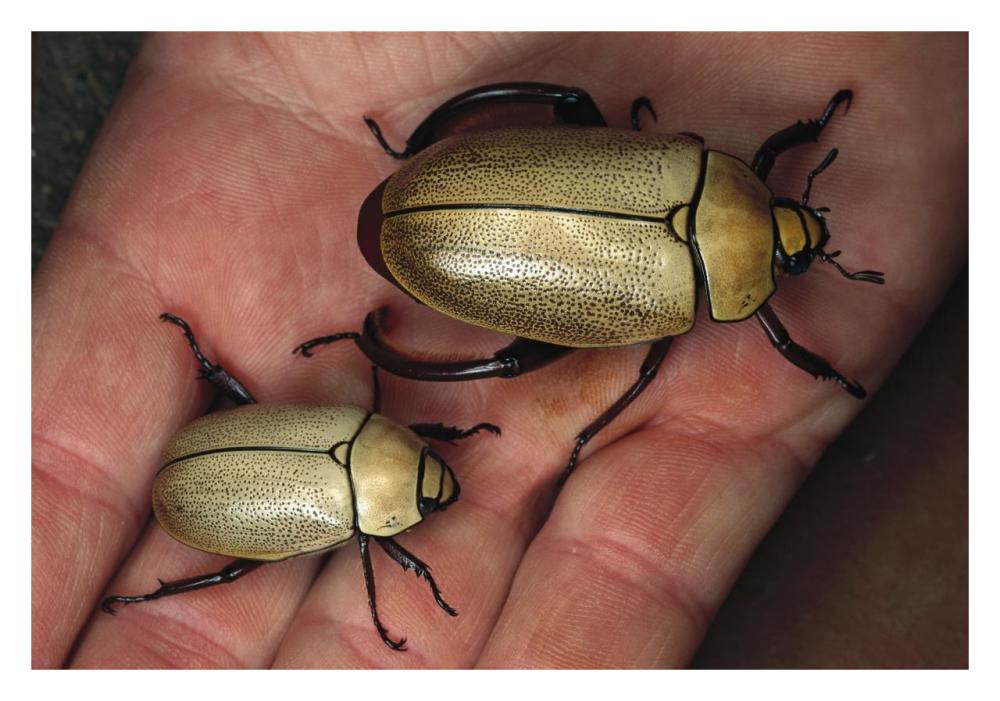 Fungus Weevil pair, Fortuna National Park, Panama-Paper Art-32"x22"