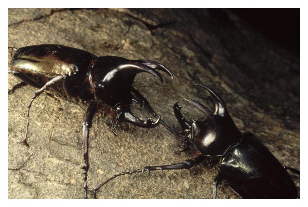Scarab Beetle pair fighting, Gunung Mulu National Park, Sarawak, Borneo-Paper Art-20"x14"