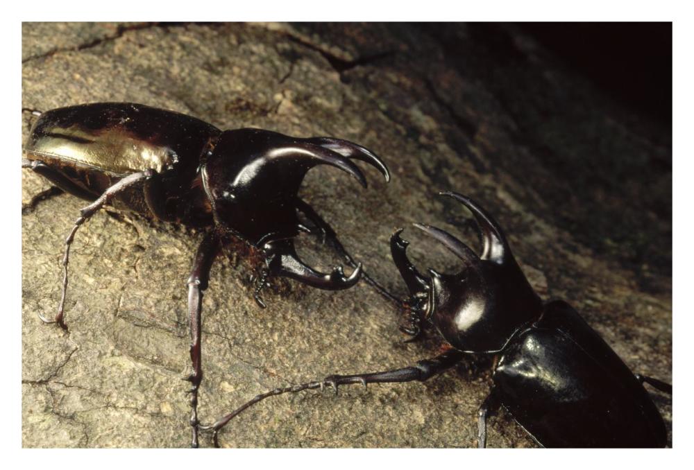 Scarab Beetle pair fighting, Gunung Mulu National Park, Sarawak, Borneo-Paper Art-32"x22"