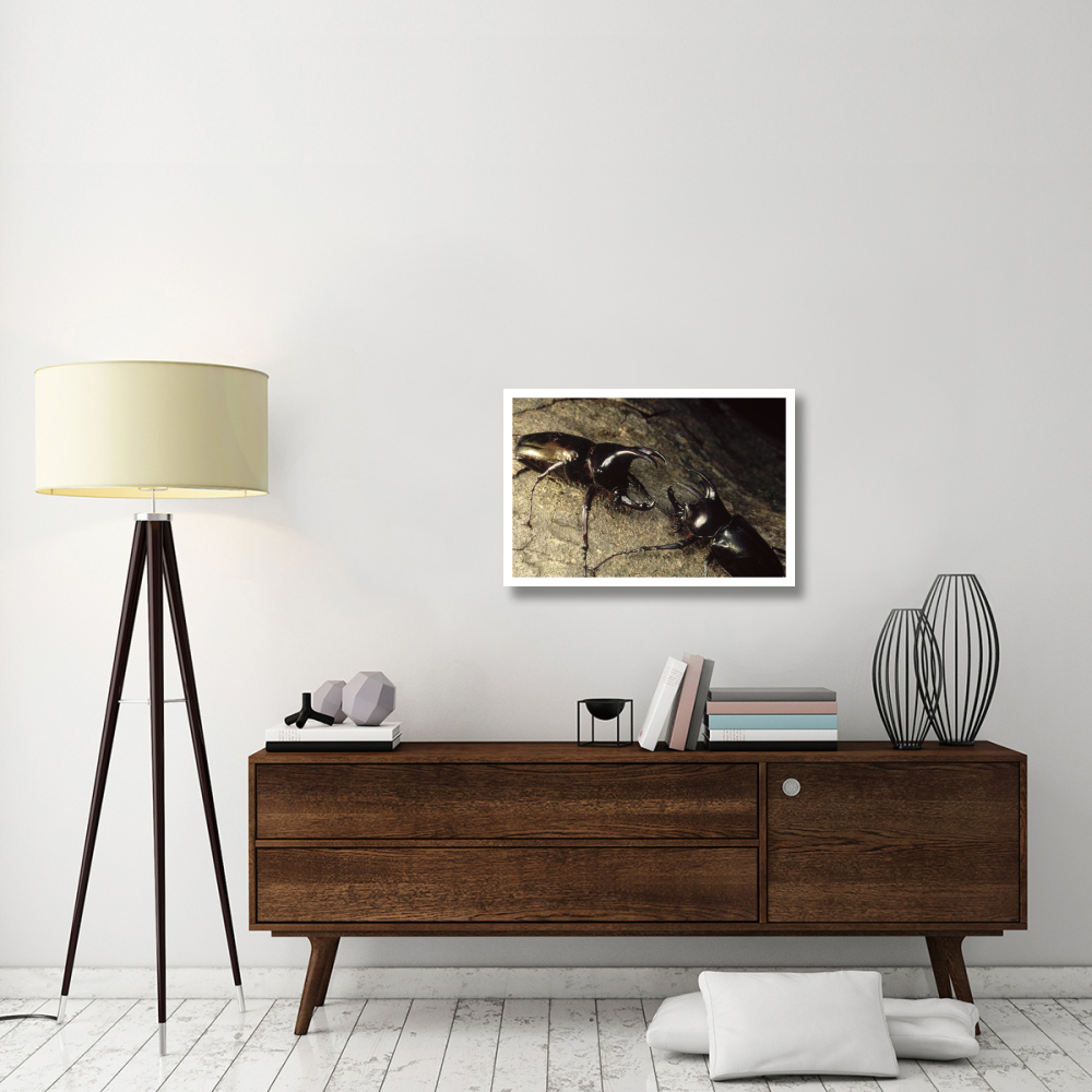 Scarab Beetle pair fighting, Gunung Mulu National Park, Sarawak, Borneo-Paper Art-32&quotx22"
