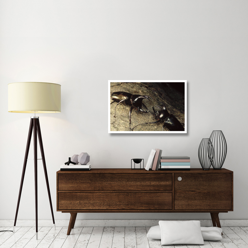 Scarab Beetle pair fighting, Gunung Mulu National Park, Sarawak, Borneo-Paper Art-38&quotx26"