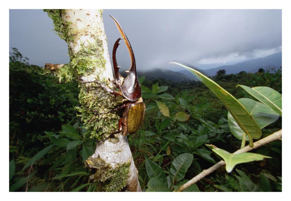 Hercules Scarab Beetle on tree trunk, Fortuna National Park, Panama-Paper Art-32"x22"