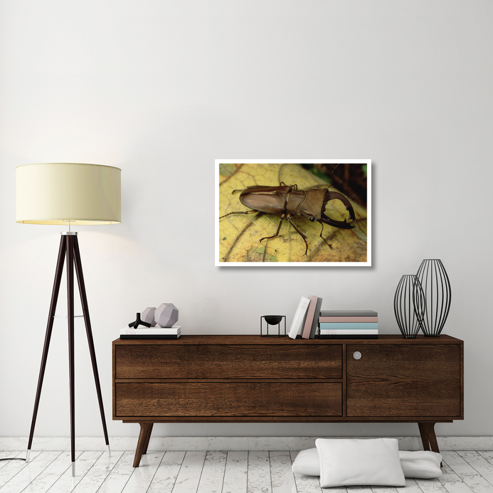 Staghorn Beetle portrait, Wau, Papua New Guinea-Paper Art-38&quotx26"