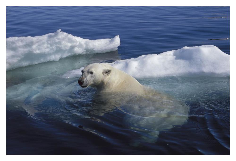 Polar Bear swimming, Wager Bay, Canada-Paper Art-20"x14"