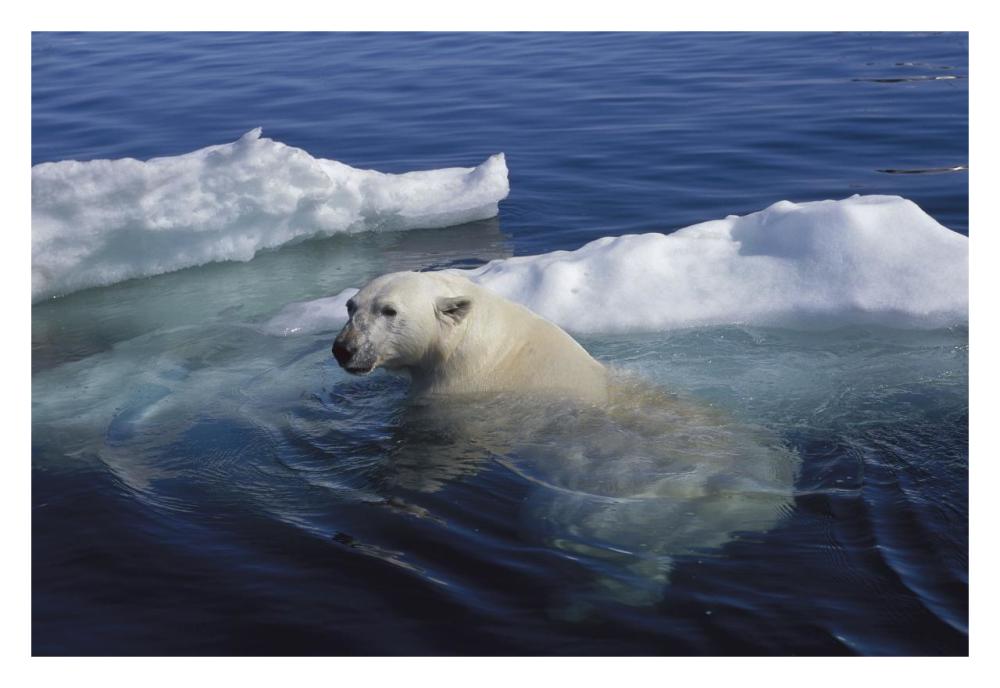 Polar Bear swimming, Wager Bay, Canada-Paper Art-32"x22"