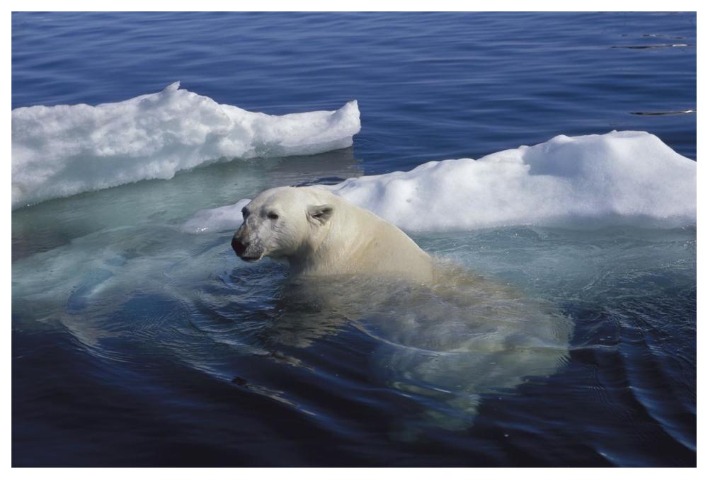Polar Bear swimming, Wager Bay, Canada-Paper Art-62"x42"