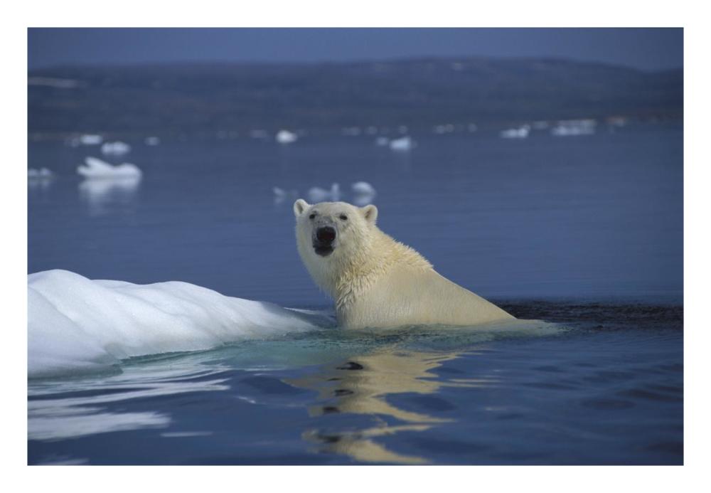 Polar Bear swimming, Wager Bay, Canada-Paper Art-26"x18"
