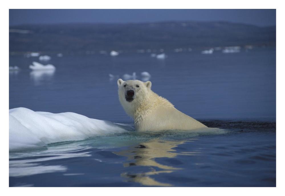 Polar Bear swimming, Wager Bay, Canada-Paper Art-32"x22"