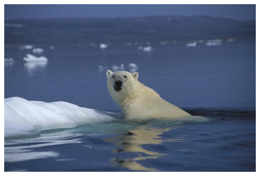 Polar Bear swimming, Wager Bay, Canada-Paper Art-62"x42"