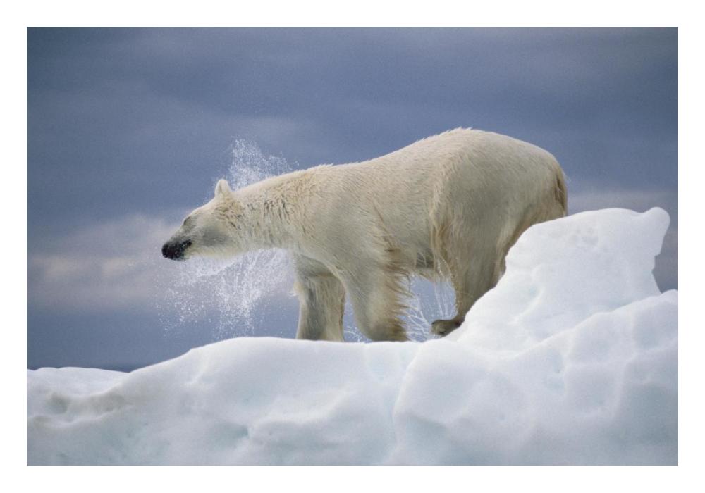Polar Bear shaking off water from coat, Canada-Paper Art-26"x18"