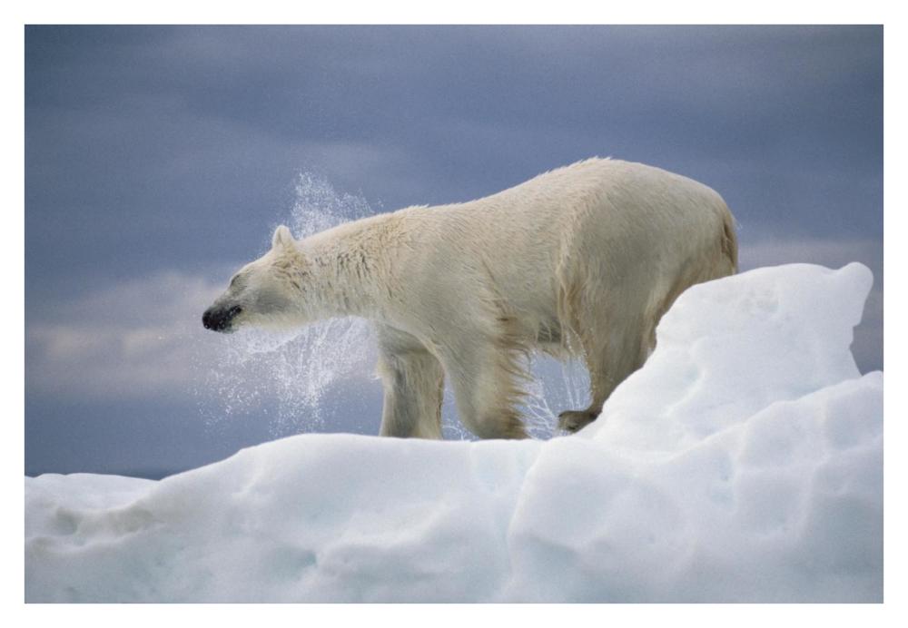 Polar Bear shaking off water from coat, Canada-Paper Art-38"x26"
