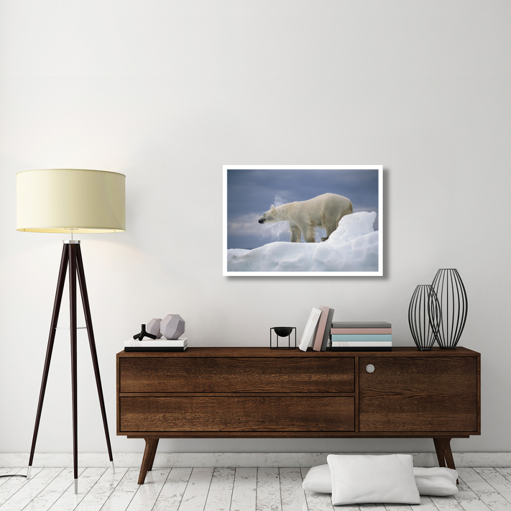 Polar Bear shaking off water from coat, Canada-Paper Art-38&quotx26"