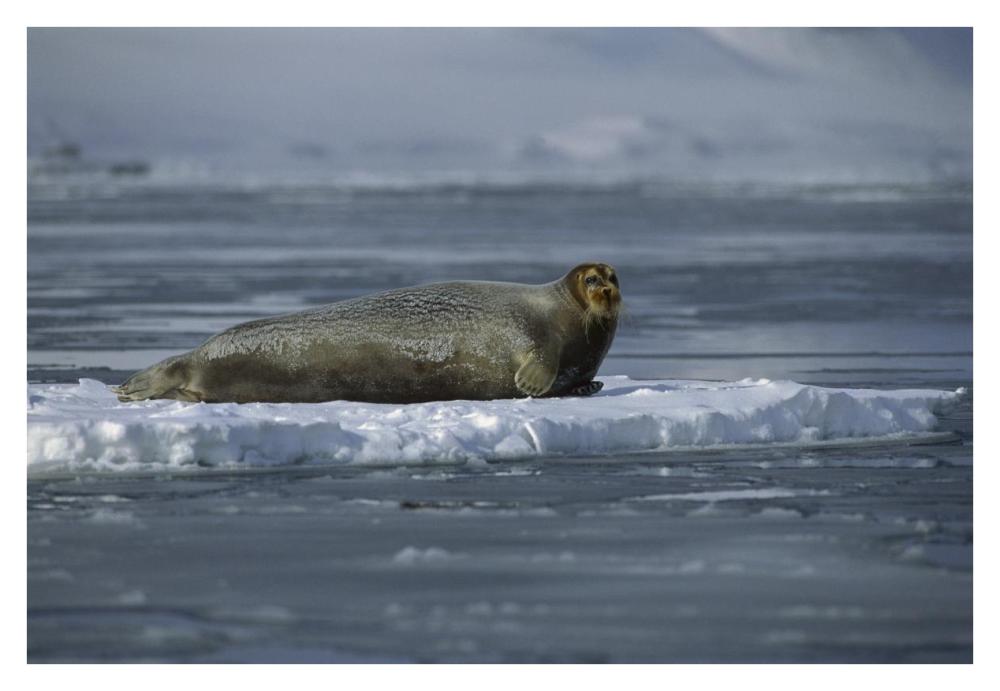 Bearded Seal resting on ice floe, Svalbard, Norway-Paper Art-38"x26"