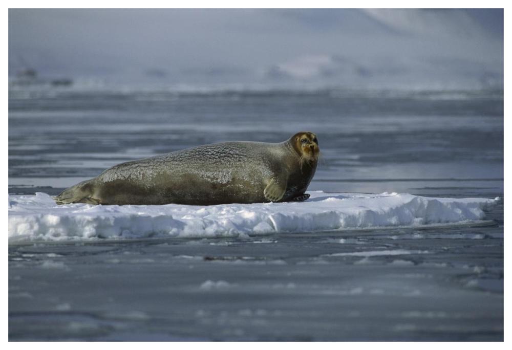 Bearded Seal resting on ice floe, Svalbard, Norway-Paper Art-62"x42"