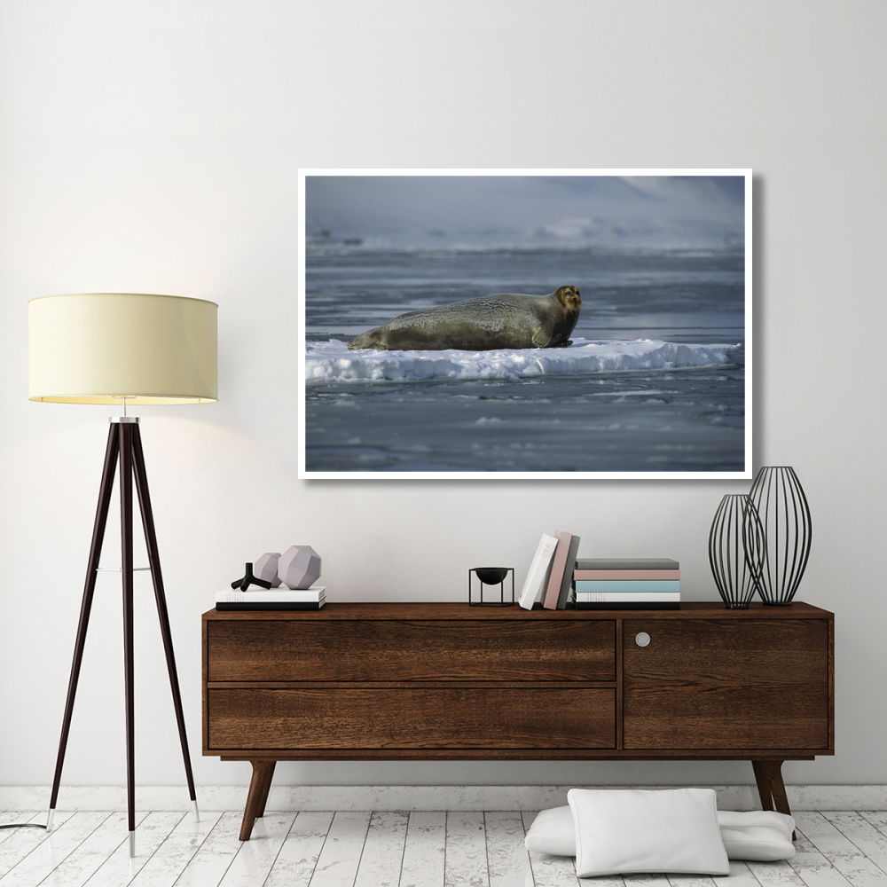 Bearded Seal resting on ice floe, Svalbard, Norway-Paper Art-62&quotx42"