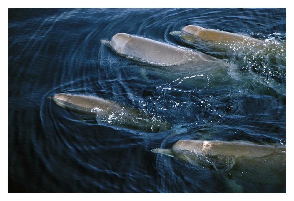 Bottlenose Whale pod surfacing, Nova Scotia, Canada-Paper Art-20"x14"