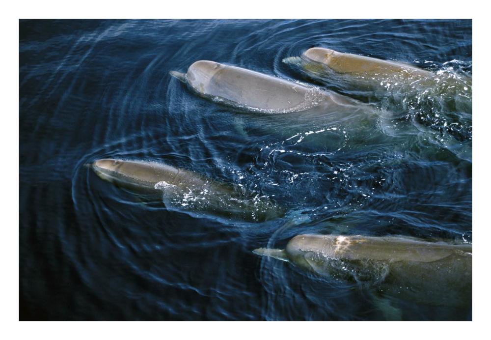 Bottlenose Whale pod surfacing, Nova Scotia, Canada-Paper Art-26"x18"