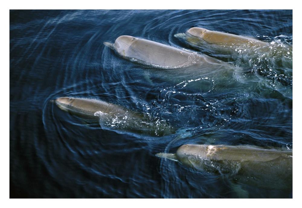 Bottlenose Whale pod surfacing, Nova Scotia, Canada-Paper Art-32"x22"