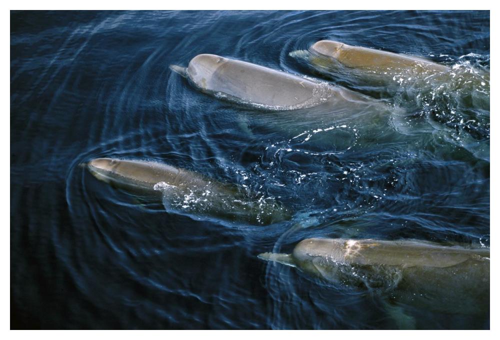 Bottlenose Whale pod surfacing, Nova Scotia, Canada-Paper Art-50"x34"
